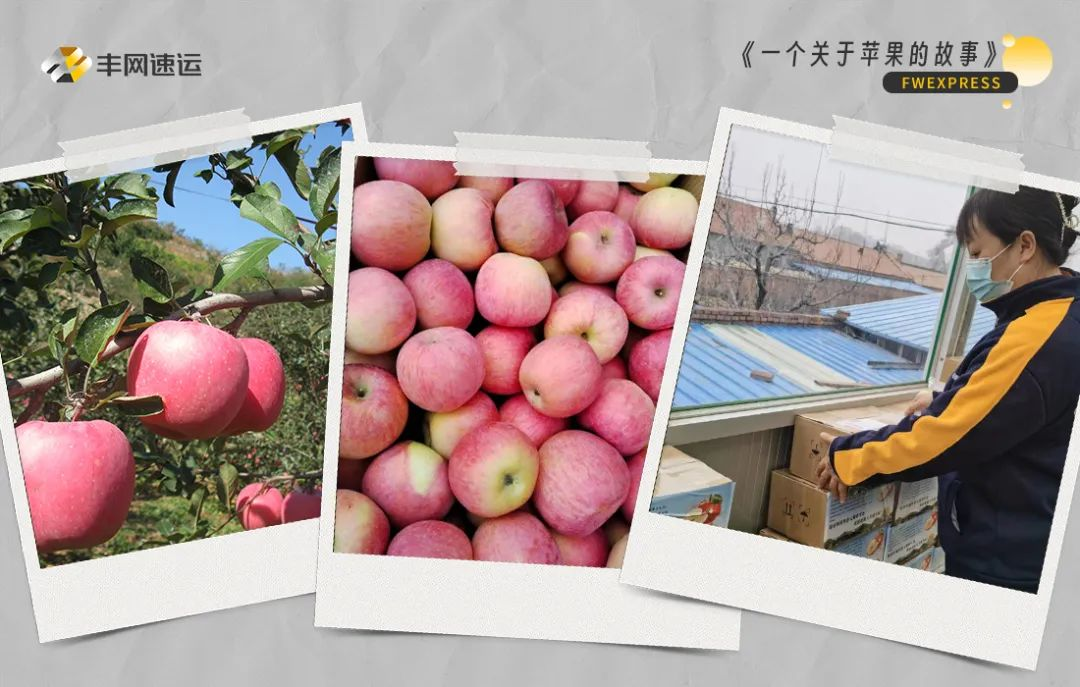 助推乡村振兴，丰网速运让寒地苹果搭上“致富快车”